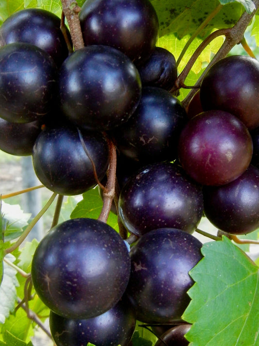 Bradford Farm Availability & Updates 8/4/25-8/8/25