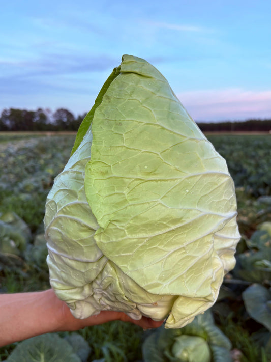Bradford Farm Availability & Updates 5/19/25-5/23/25