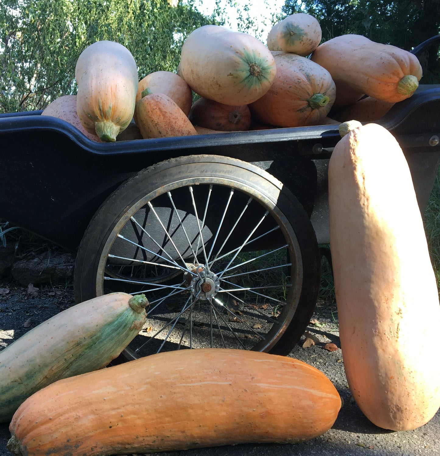 Squash, Candy Roaster - 30lb Case