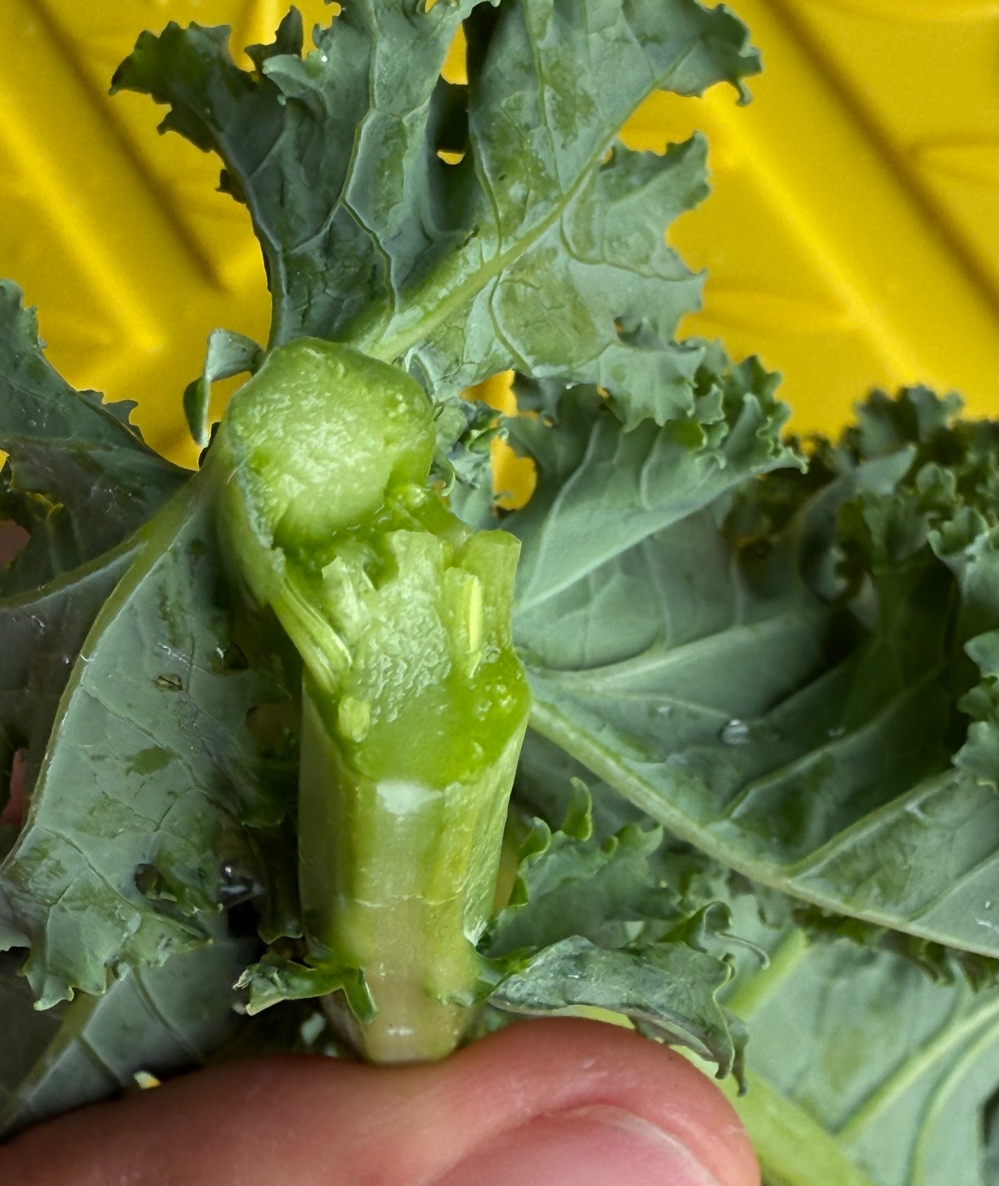 Kale - Matt Fry’s Mixed - 3lb