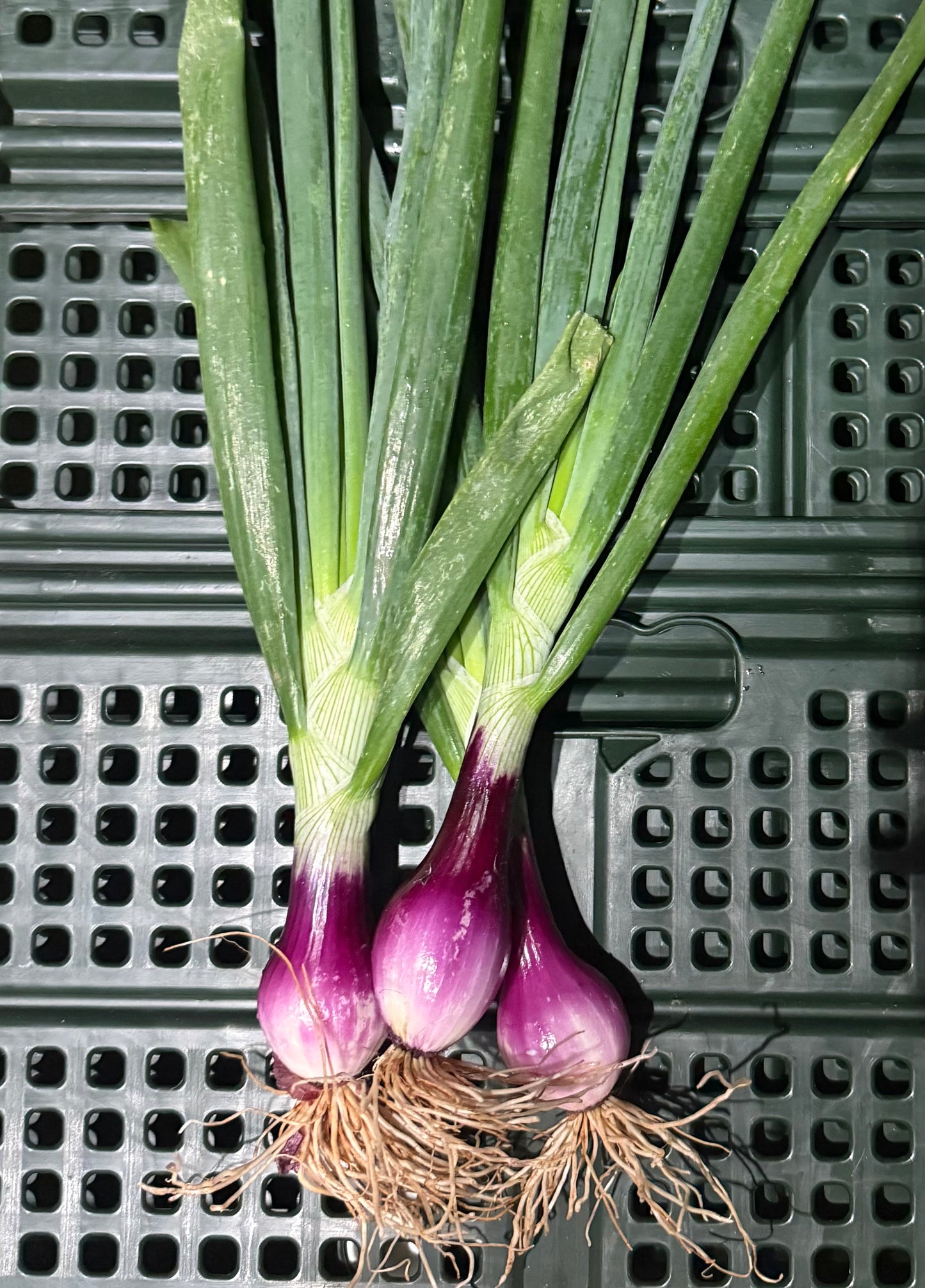 Spring onions -Candyapple red - 4lb