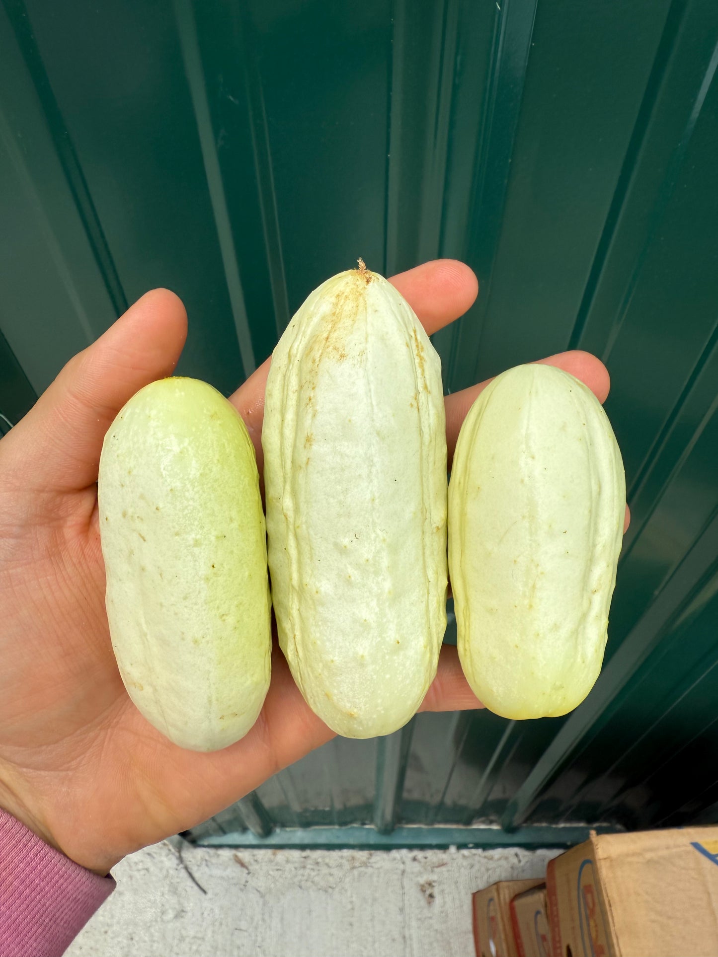 *Wicker White Cucumber - 50lb