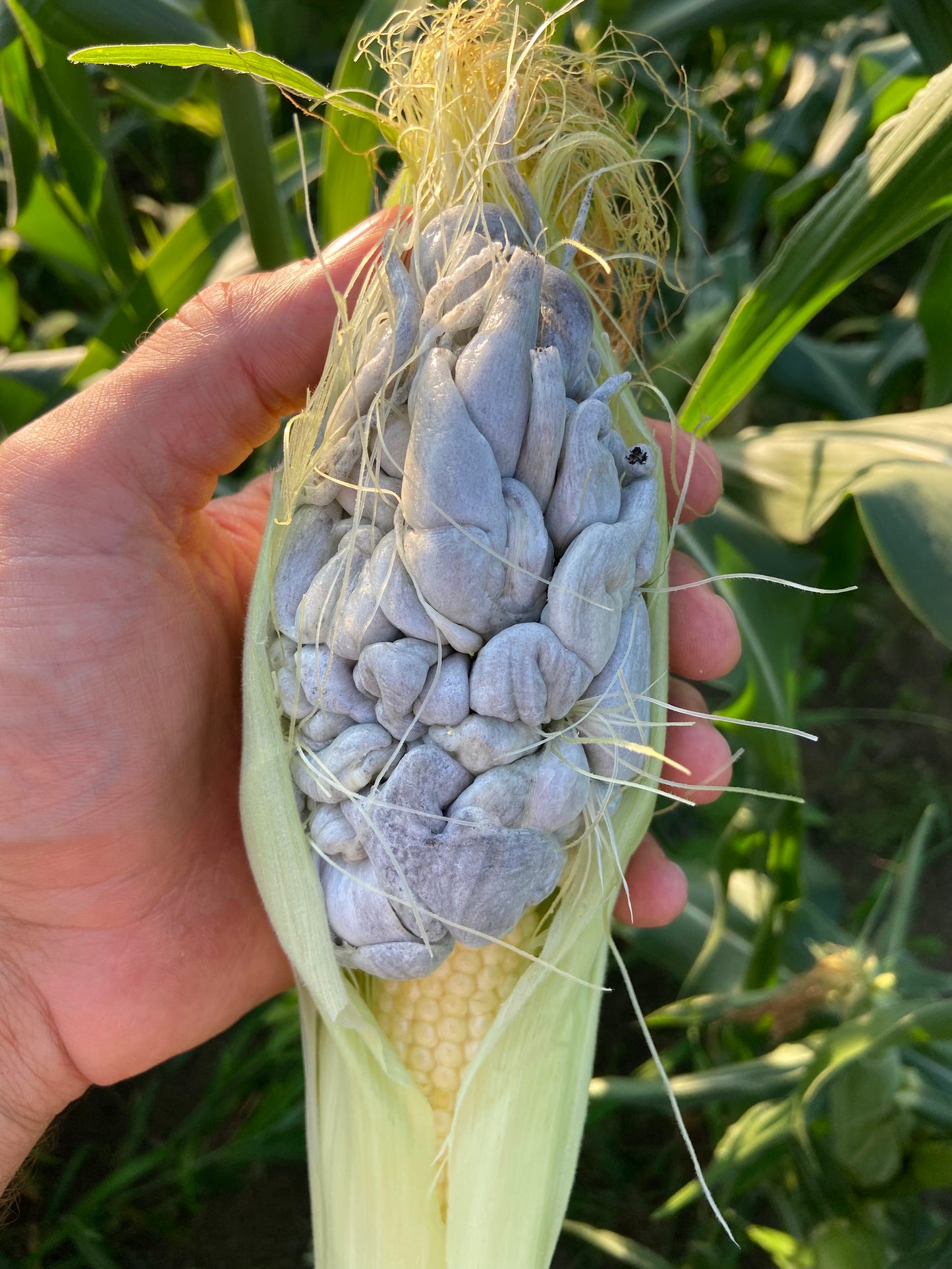 Huitlacoche 5lb