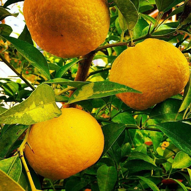 Tangerine - Gold Tart™ 15ct