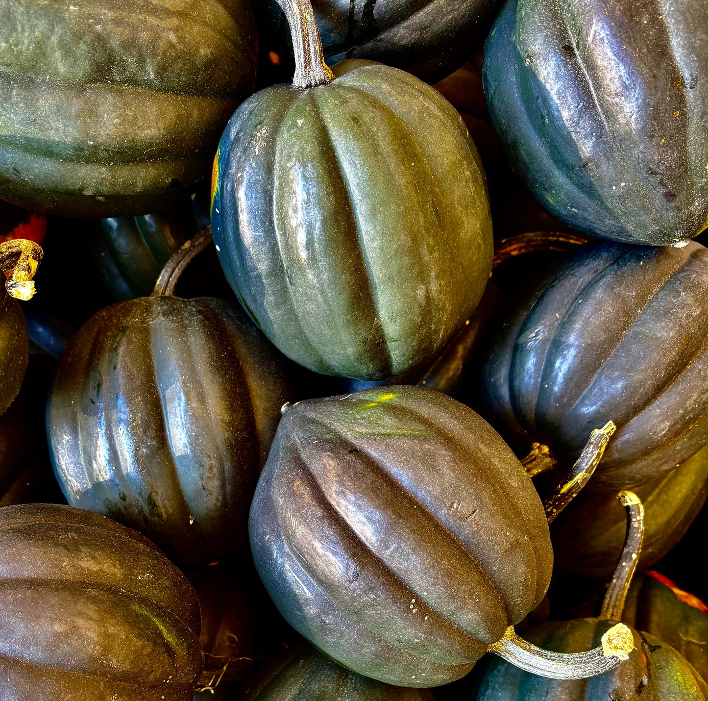 Acorn Squash - 6CT CASE