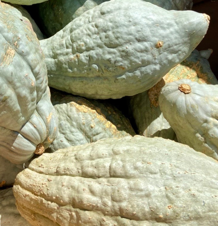 Squash - Blue Hubbard - Ugly on the Outside Honey Sweet on the Inside - 30lbs