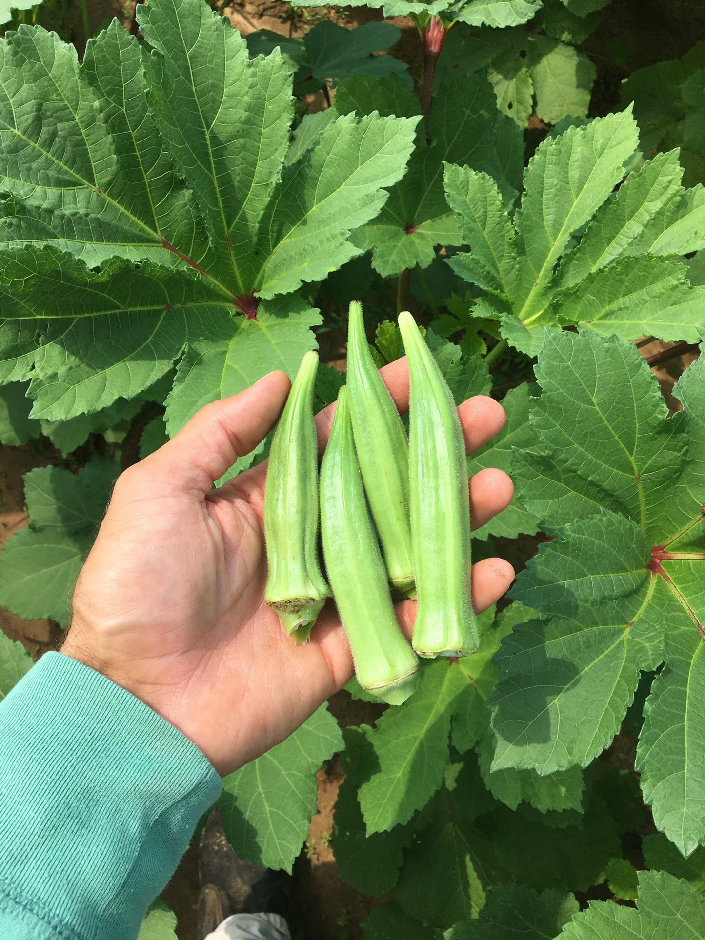*Bradford Okra - 50lb Case