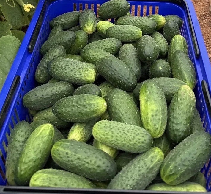 Cucumbers -Matt Fry’s Pickler - 20lb