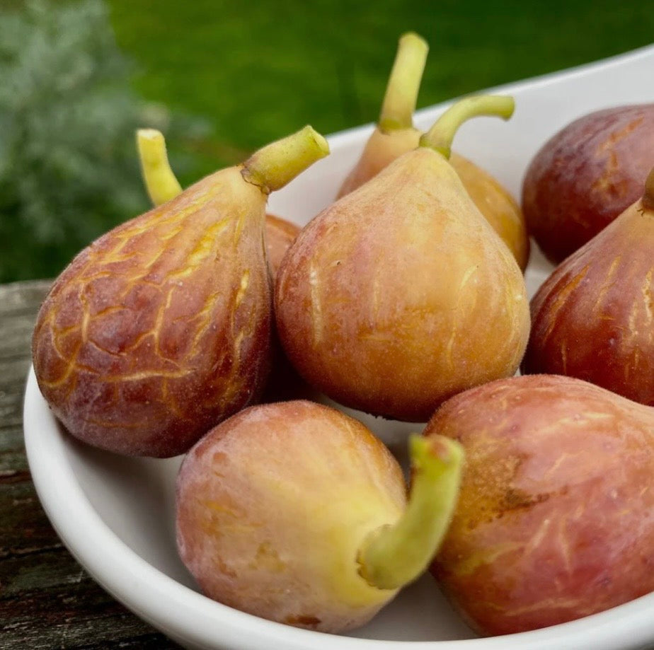 Figs - Celeste 1 GAL