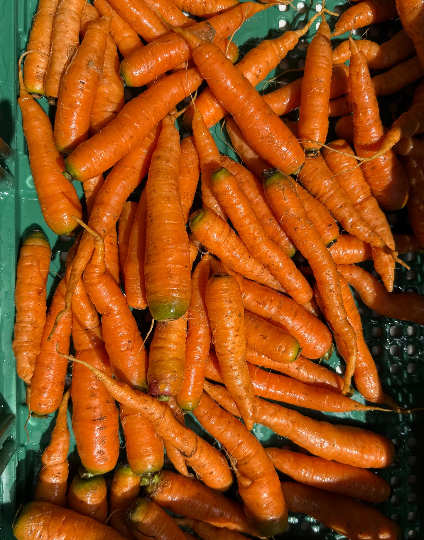 Carrots- Bolero - 10lb Case