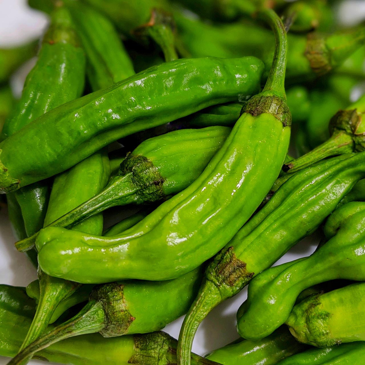 Heirloom Shishito Peppers - 4lb