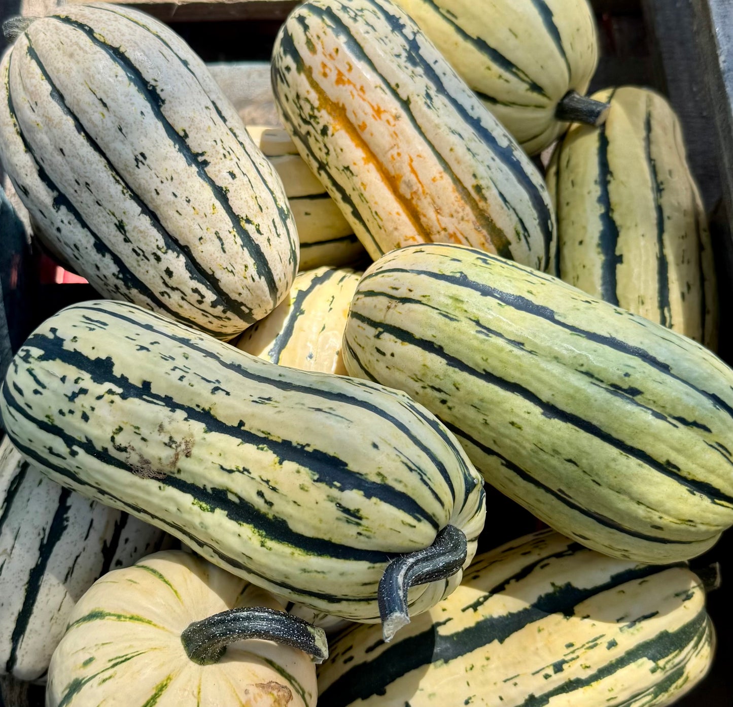 Delicata Squash - 8CT CASE