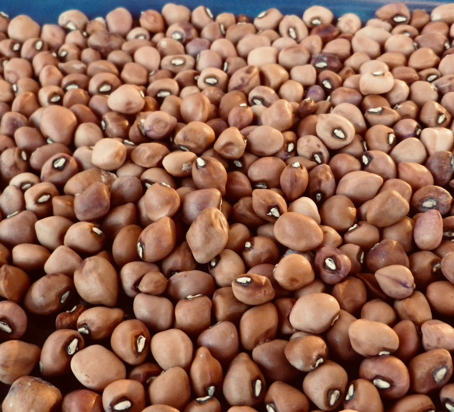 Crowder Pea - JMAC- 8lb