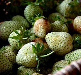 Strawberries - GREEN - 2 GAL