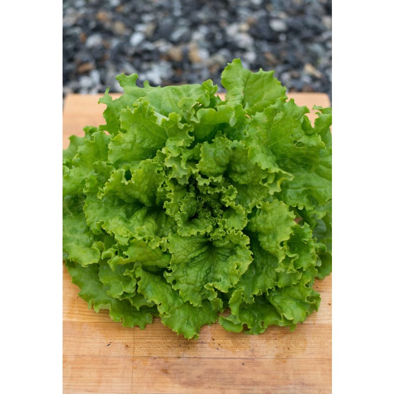 Lettuce, Hanson - 6 count