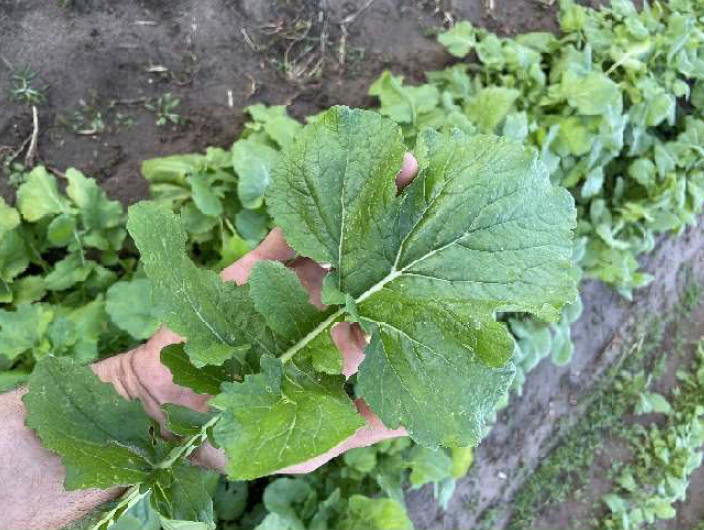 Taylor Turnip Tops - 7LB Case