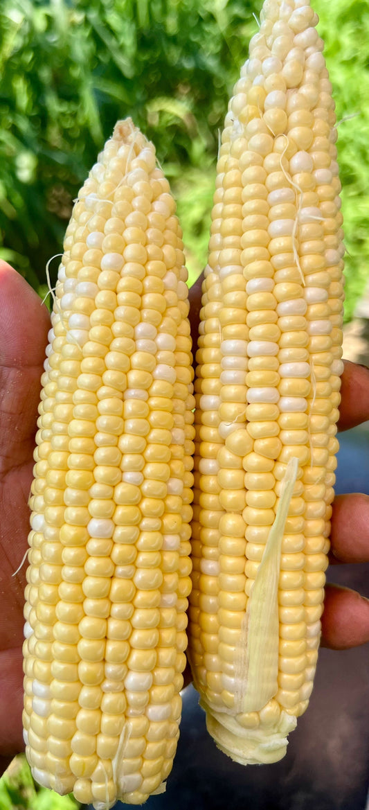 Bradford Farm Availability & Updates 6/09/25-6/13/25