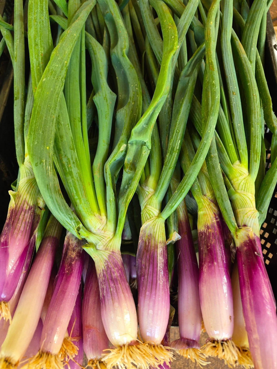 Bradford Farm Availability & Updates 4/27/26 - 5/1/26