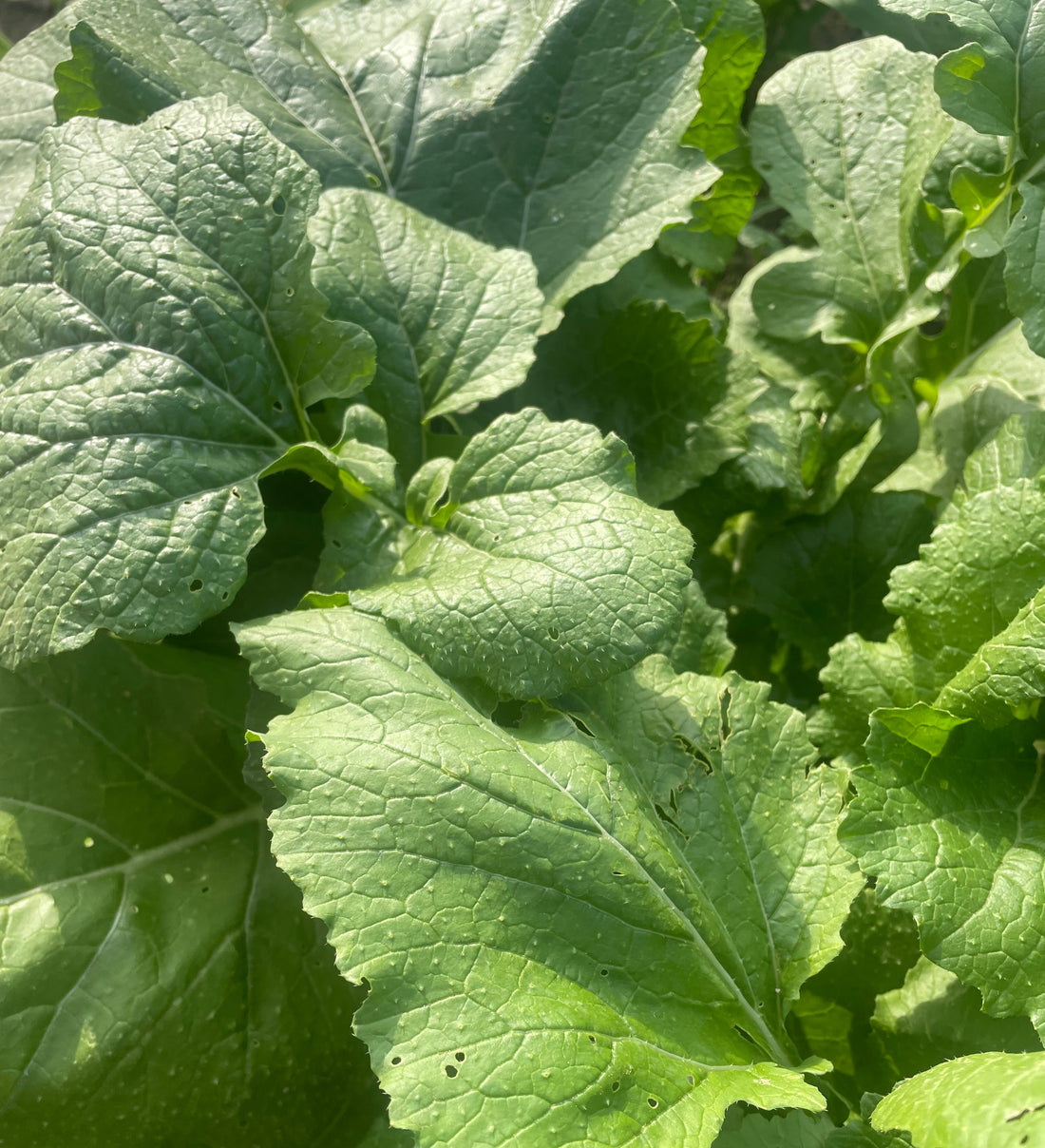 Bradford Farm Availability & Updates 10/19/26-10/23/26