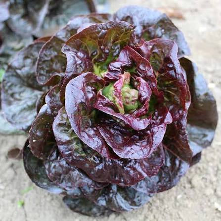 Bradford Farm Availability & Updates 5/11/26-5/15/26