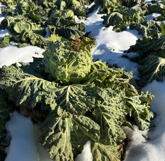 Bradford Farm Availability & Updates 2/9/26-2/13/26