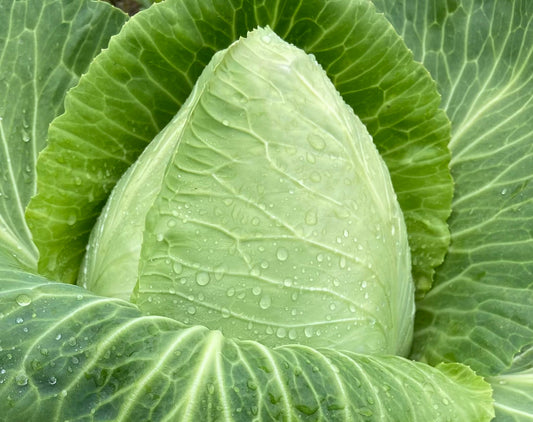 Bradford Farm Availability & Updates 11/17/25-11/21/25