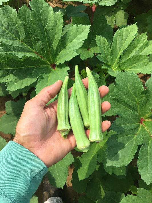 Bradford Farm Availability & Updates 5/25/26-5/29/26