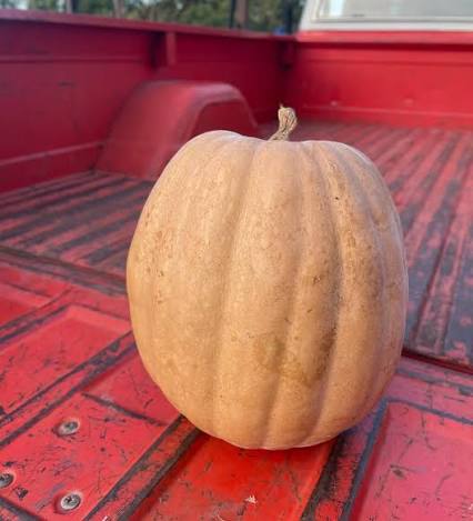 Bradford Farm Availability & Updates 10/27/25-10/31/25