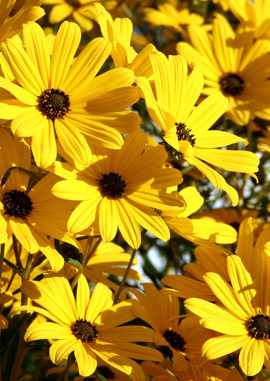 Bradford Farm Availability & Updates 1/5/25-1/9/25