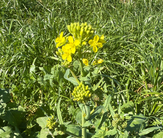 Bradford Farm Availability & Updates 2/23/26-2/27/26