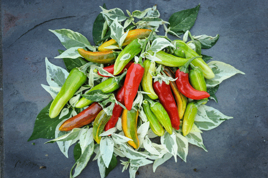 Fish Peppers coming this summer!