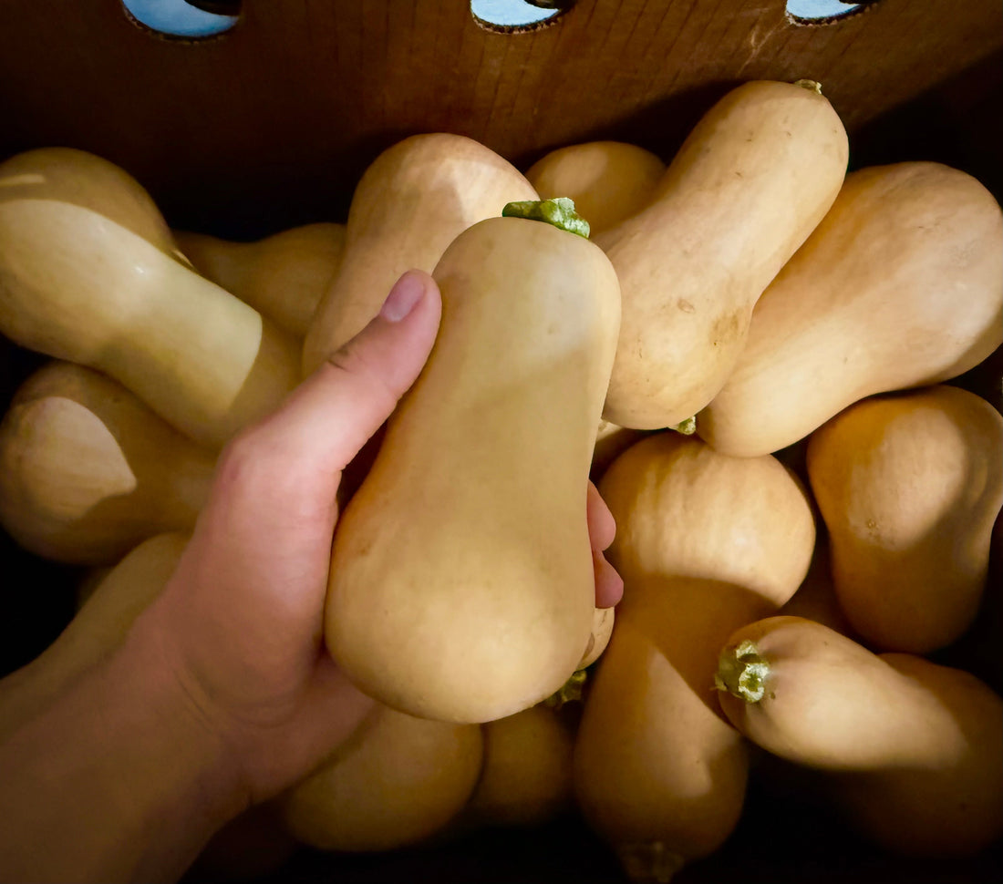 Bradford Farm Availability & Updates 8/24/26-8/28/26