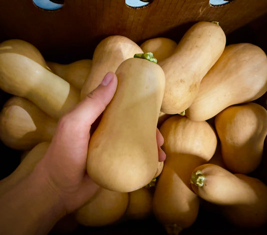 Bradford Farm Availability & Updates 8/24/26-8/28/26