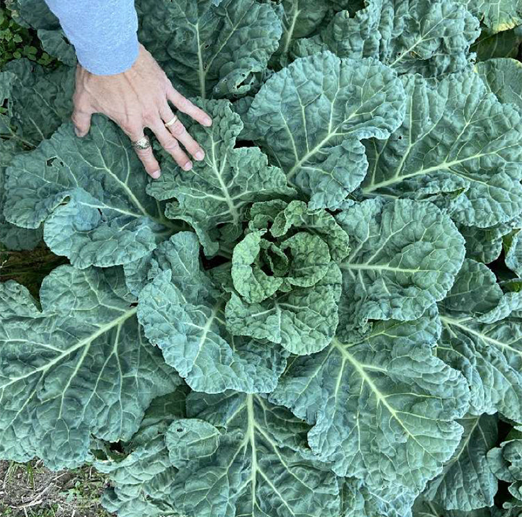 Bradford Farm Availability & Updates  5/12/25-5/16/25