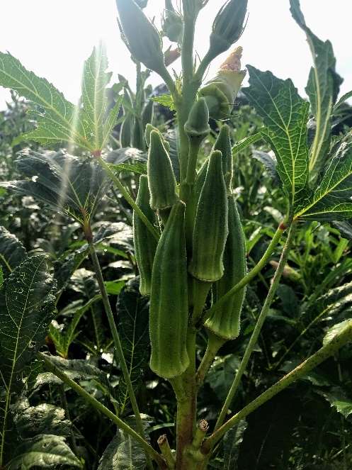 Bradford Farm Availability & Updates 6/23/25-6/27/25