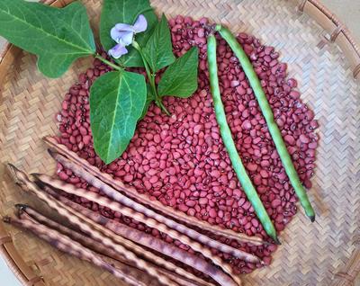 The Other Pea: The Red Ripper and the Fame It Never Got
