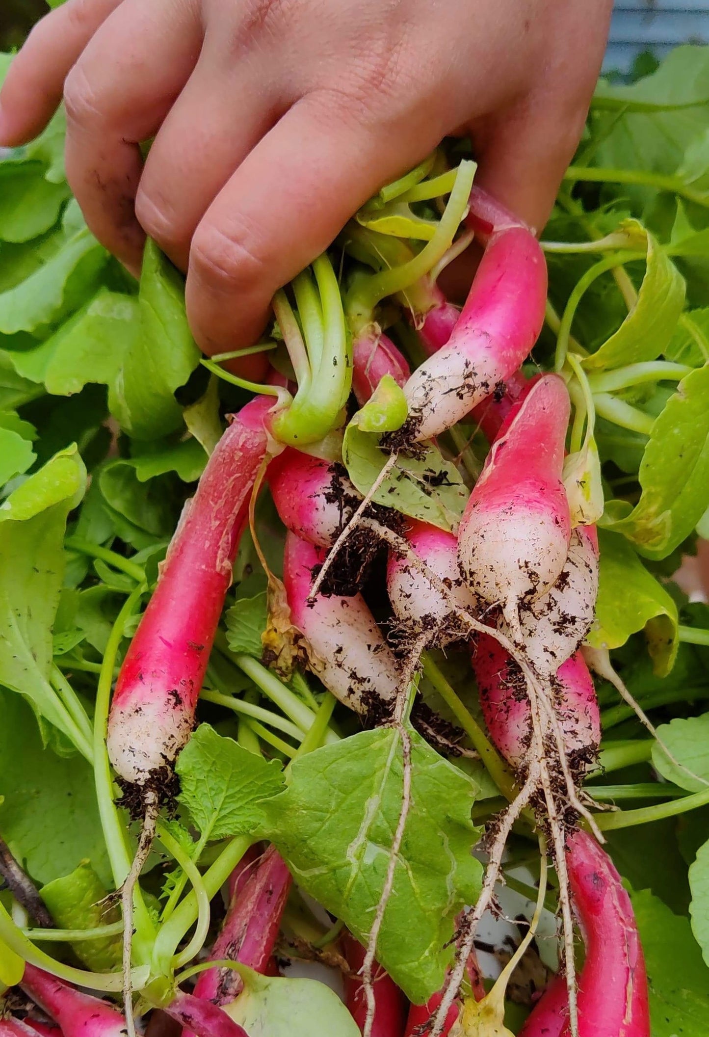 Radish, Spring Mix - 4lb Case