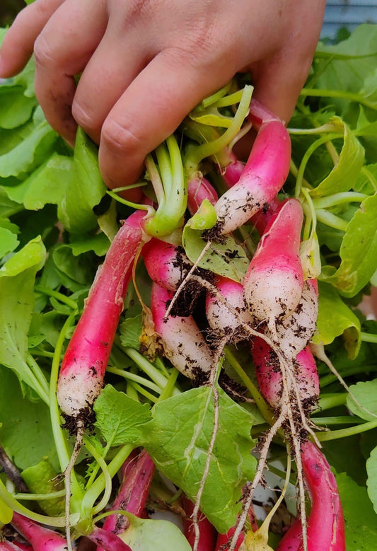 Radish, Spring Mix - 4lb Case