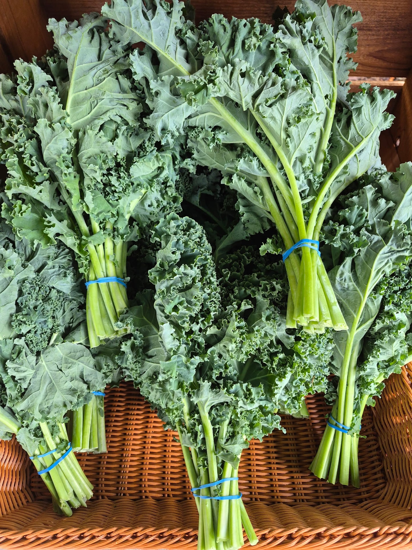 Kale - Matt Fry's Curly Green - 12lb