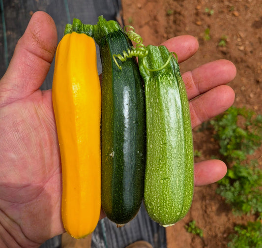 Baby Zucchini Medley - 10lb