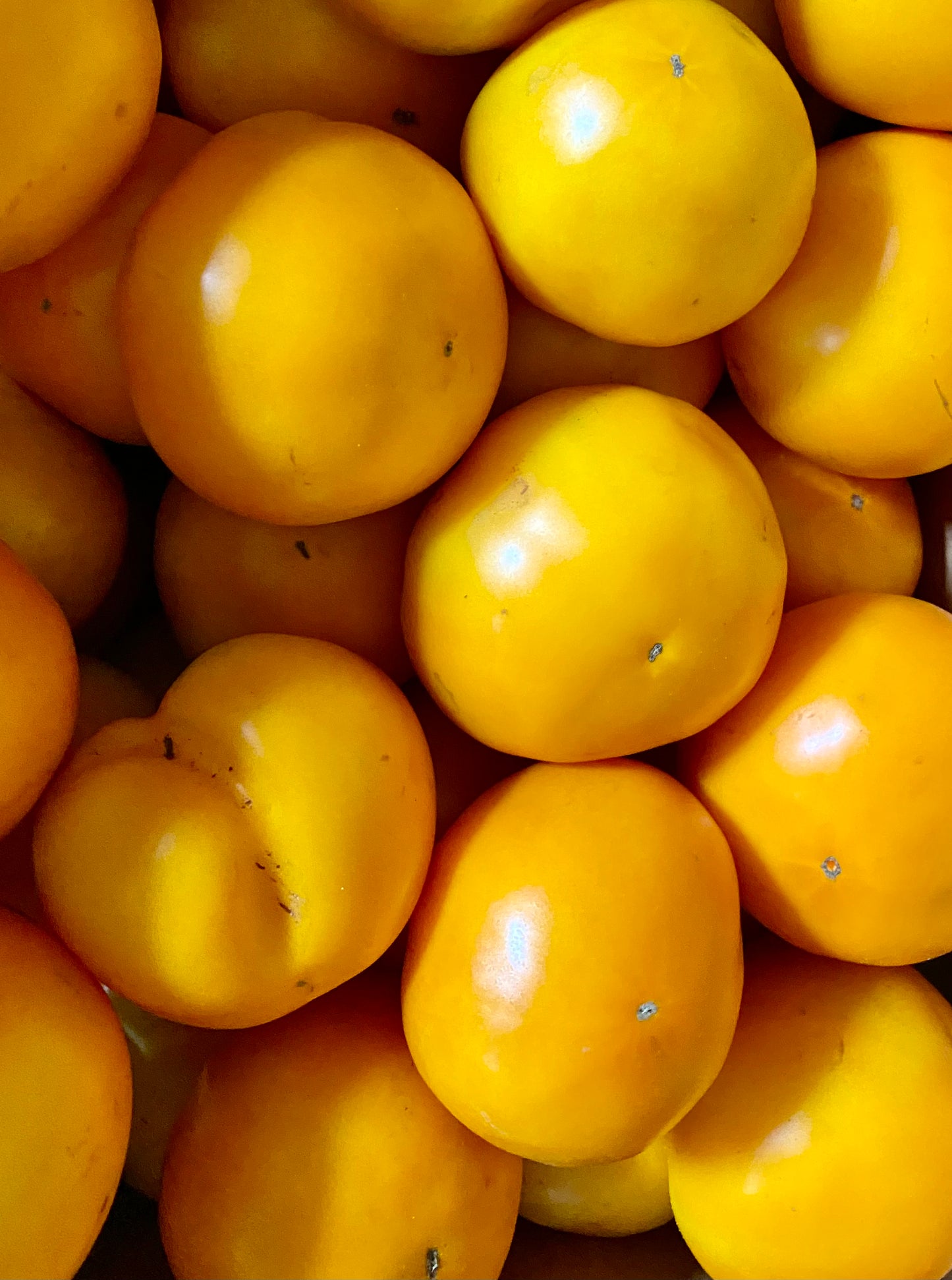 Tomatoes - Gold - 25lb Case