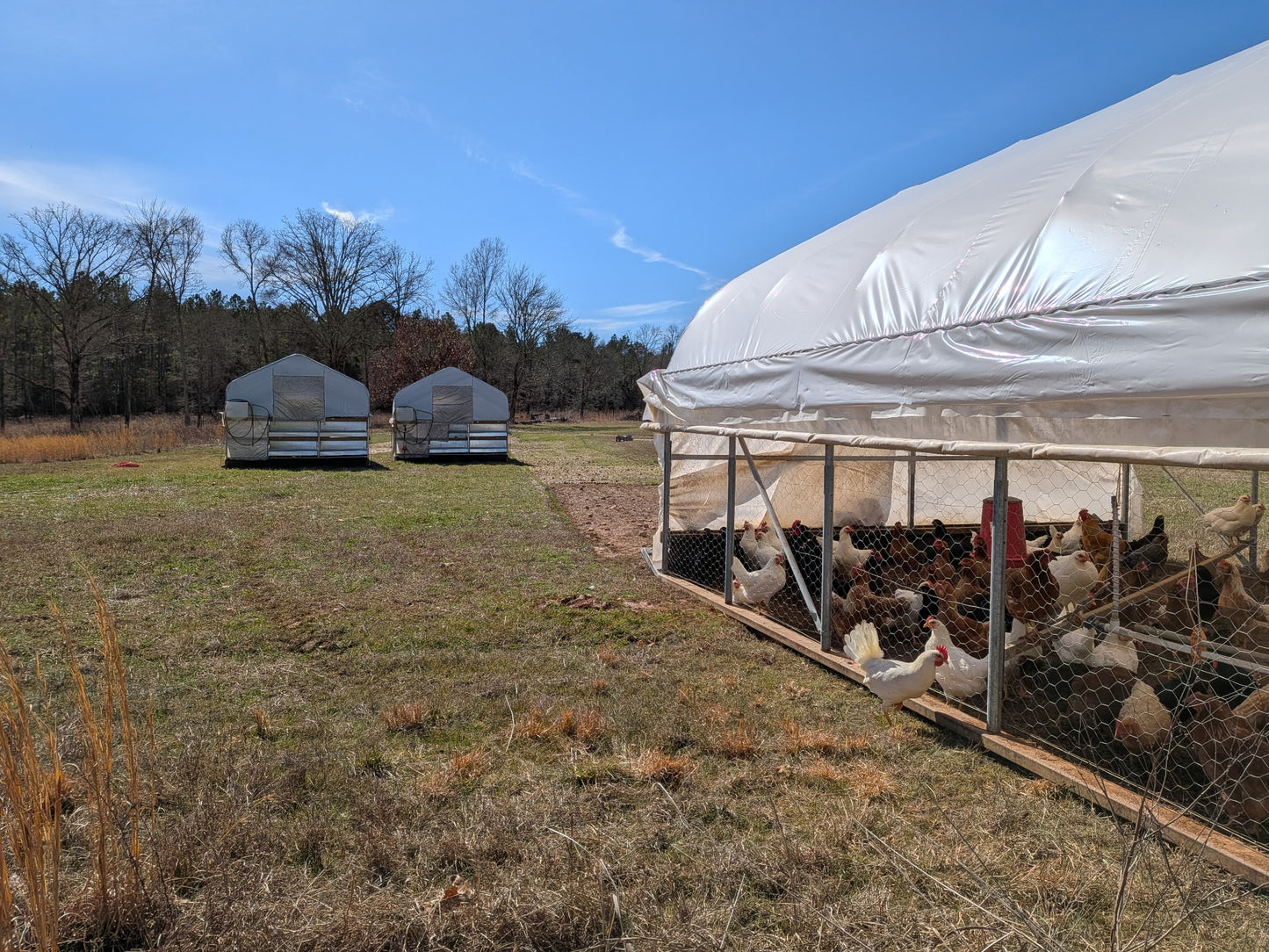 Eggs - Organic - Wild Hope Farm 15 doz