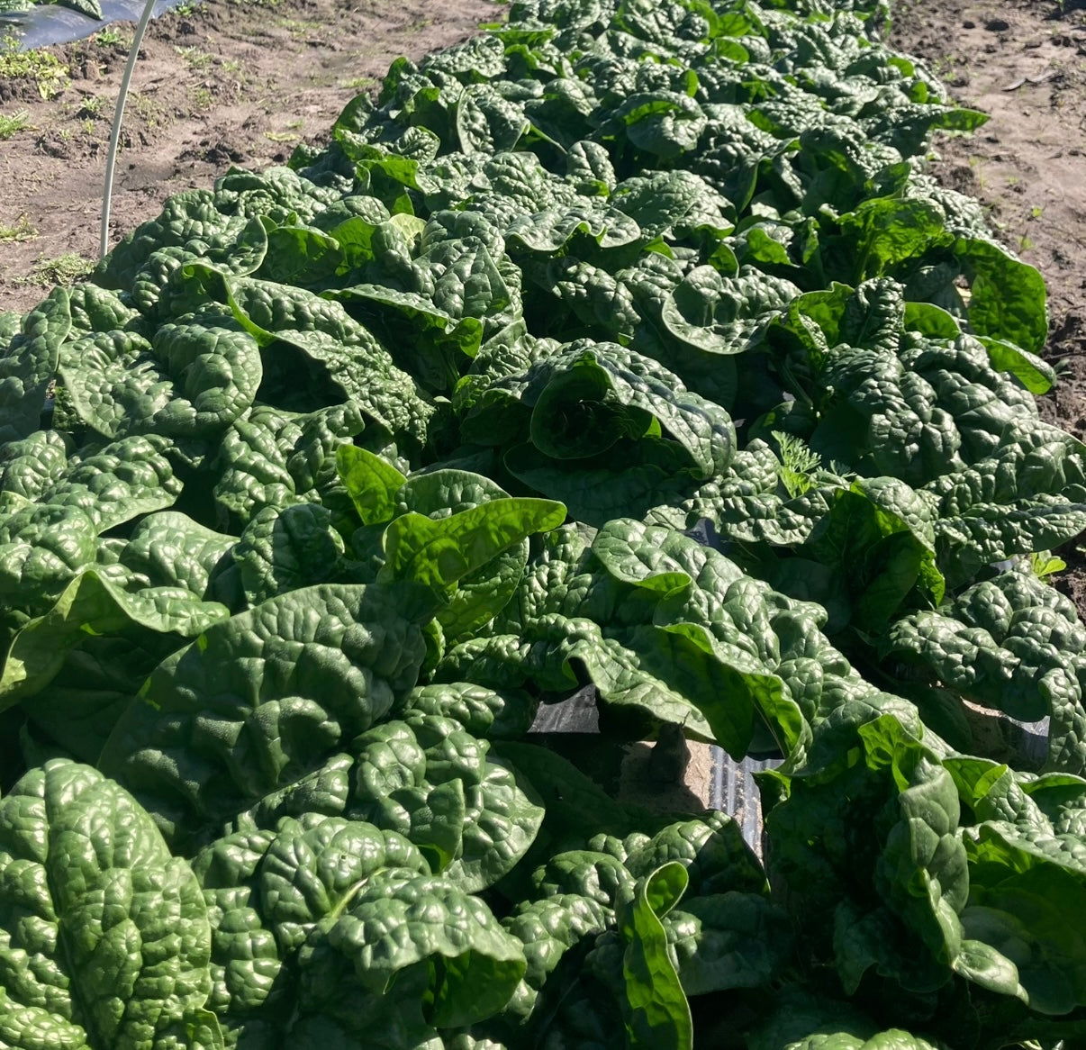 Spinach - Boomsdale-10lb DELIVERED ON NEXT WEEKS ORDER