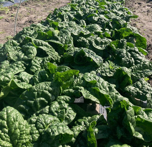 Spinach - Boomsdale-10lb DELIVERED ON NEXT WEEKS ORDER