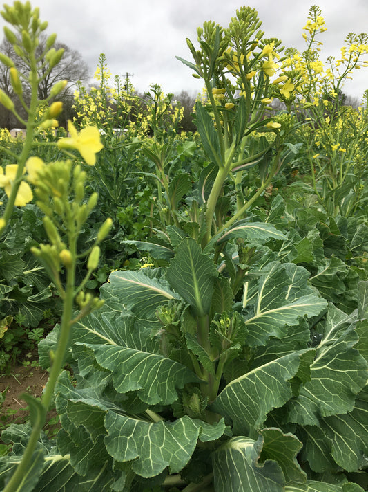Bloom Shoots of Bradford Collards - 1lb