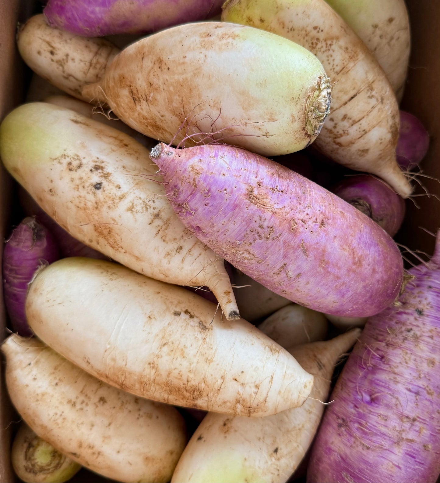 Daikon Radish - 10lb