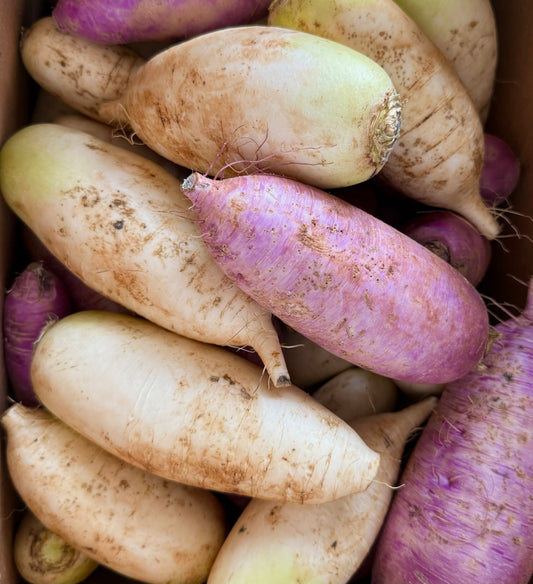 Daikon Radish - 10lb