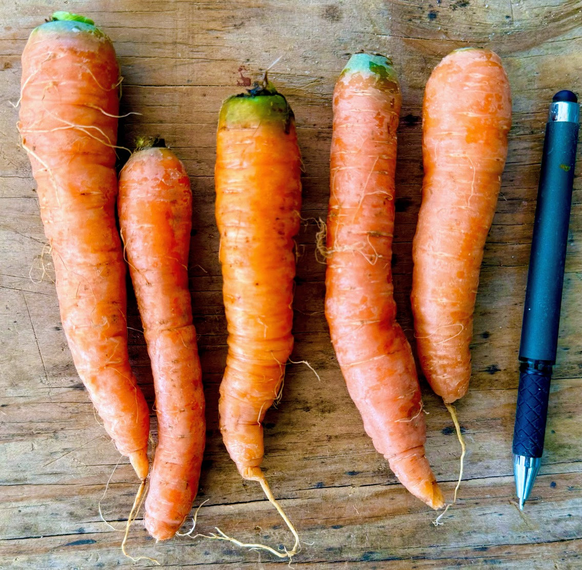 Carrots- Bolero - 10lb Case