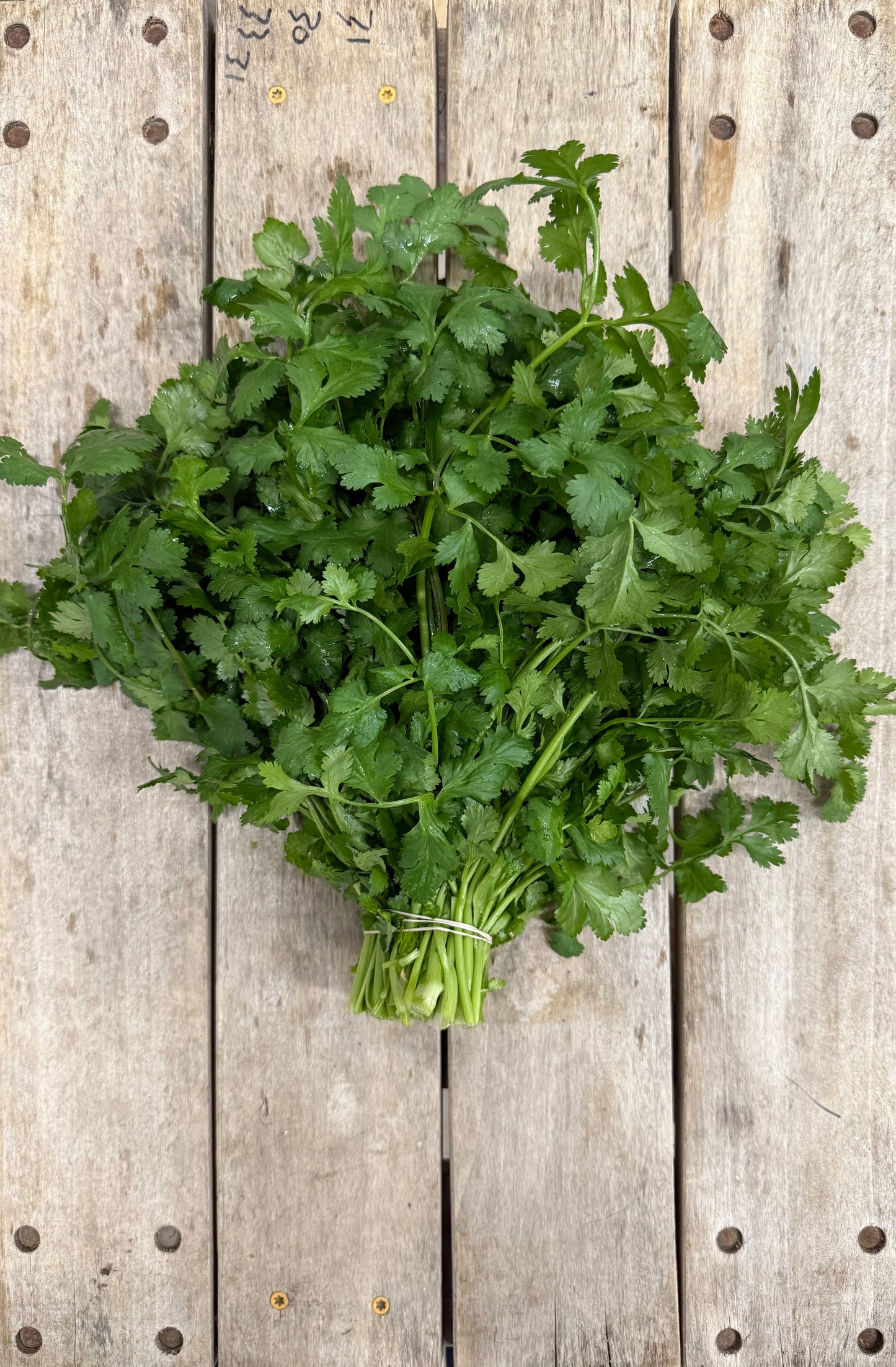 Cilantro