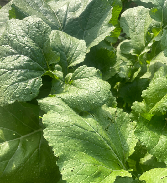 Taylor Turnip Tops - 7LB Case